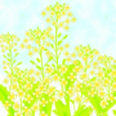 「菜の花」イメージ画像